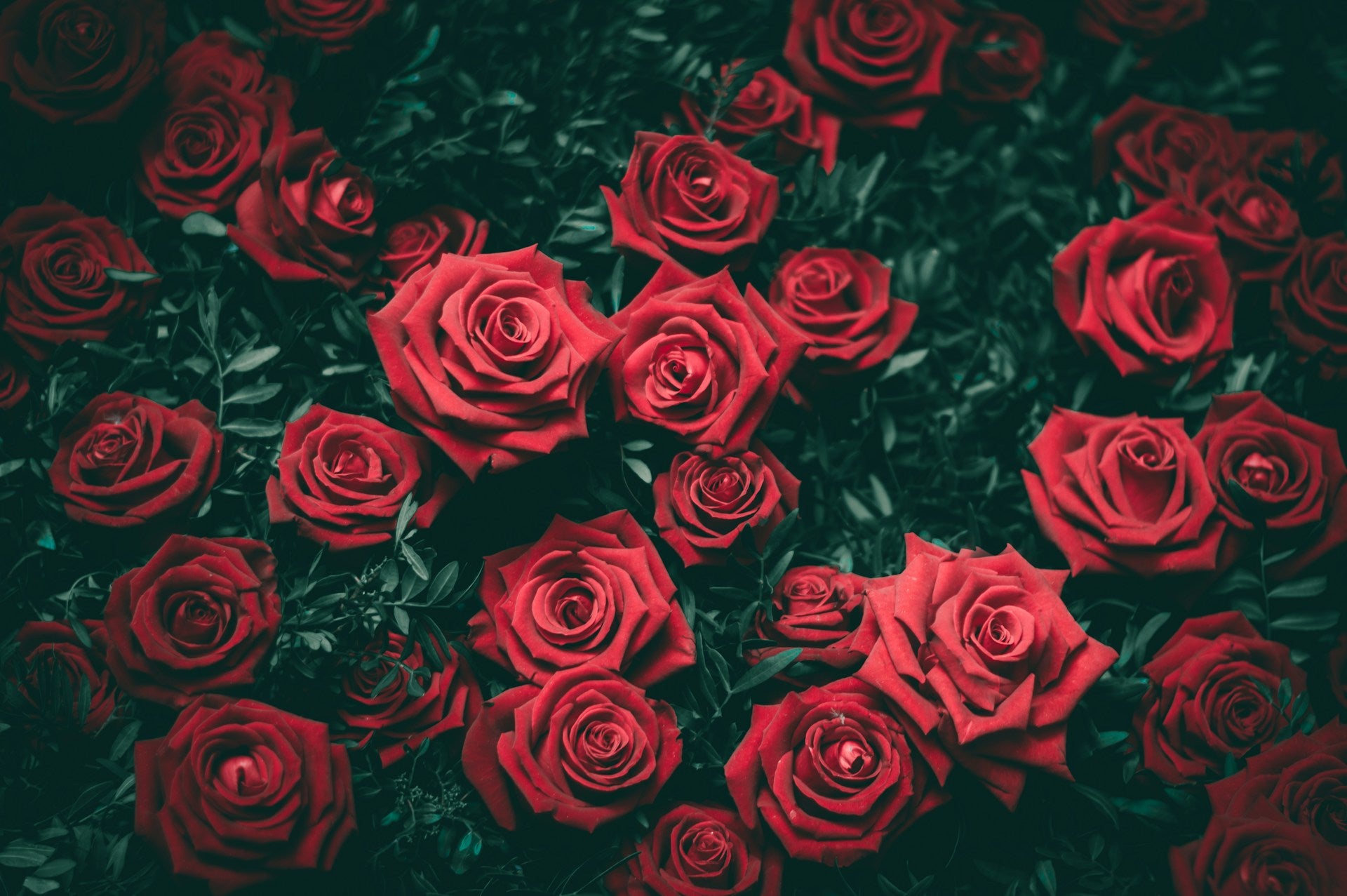 How To Choose The Perfect Rose for Every Occasion