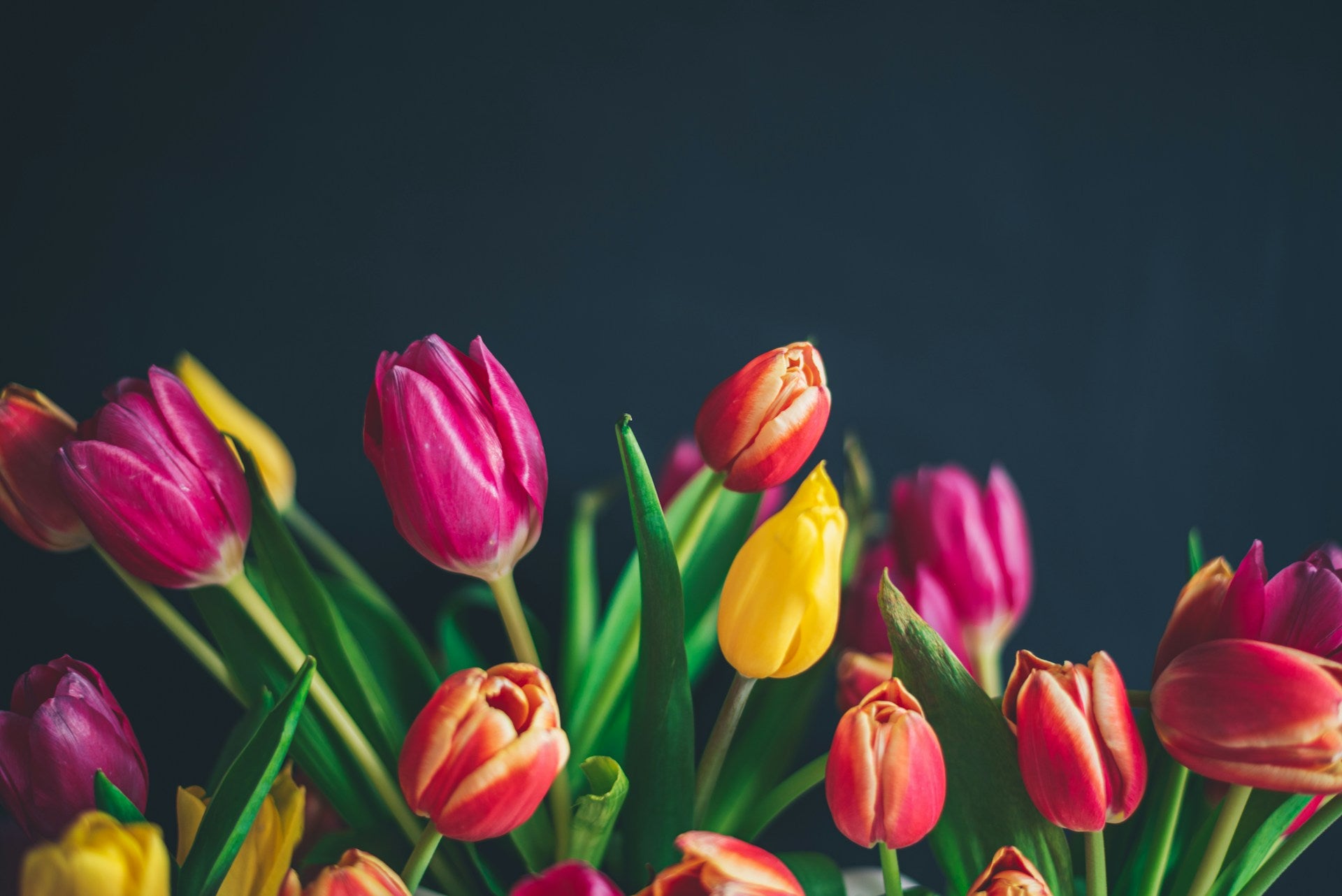 Caring for Tulips: What You Need to Know