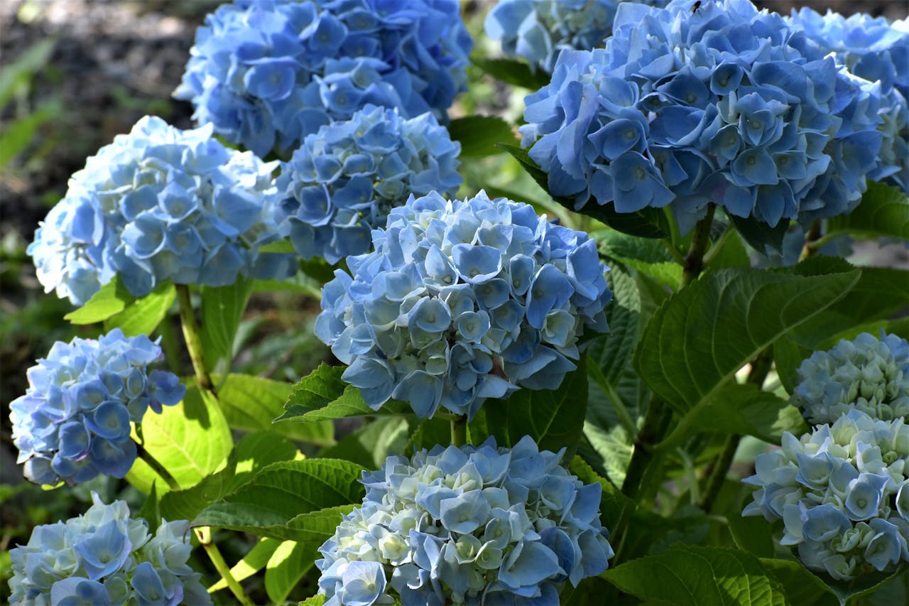 Hydrangeas