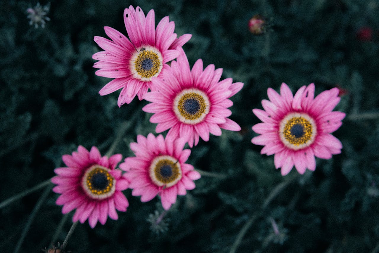 The World of Gerbera Flowers