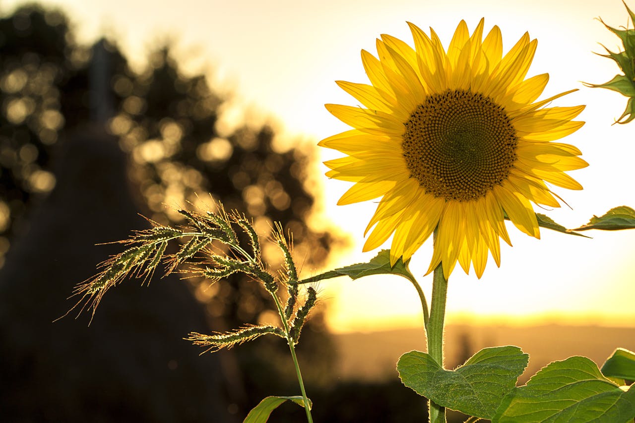 All about sunflowers