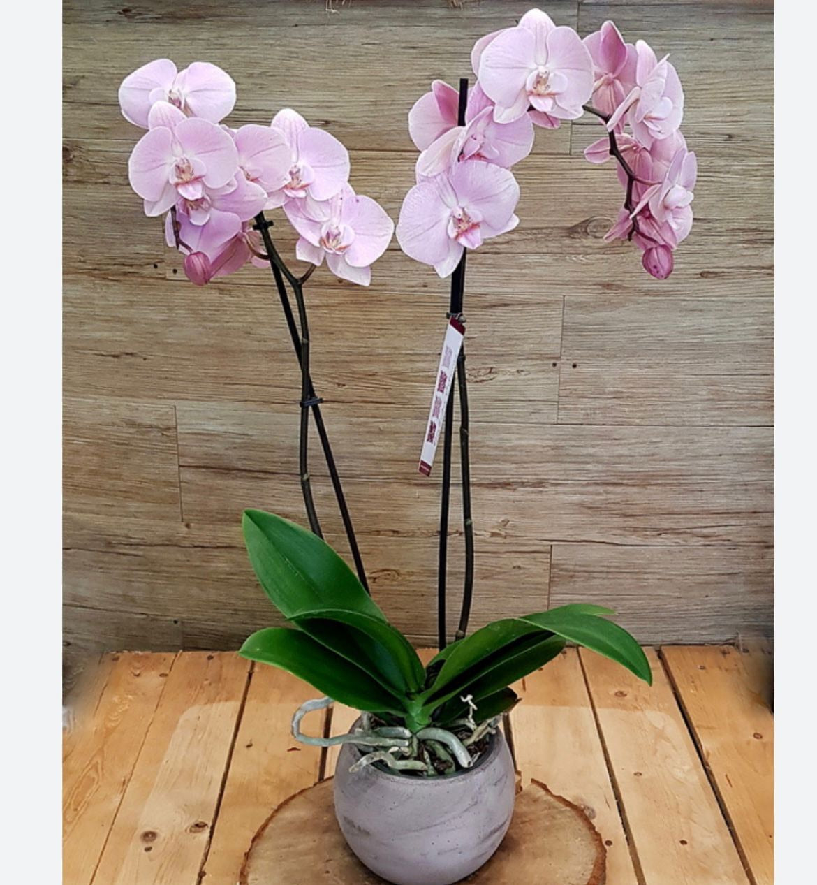 Orchidea pink with top