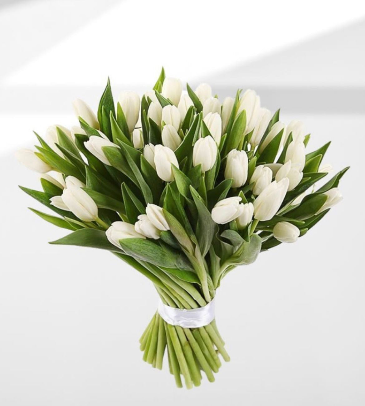 White tulips