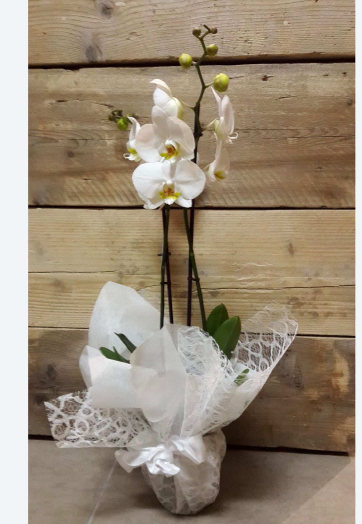 Orchidea white with top