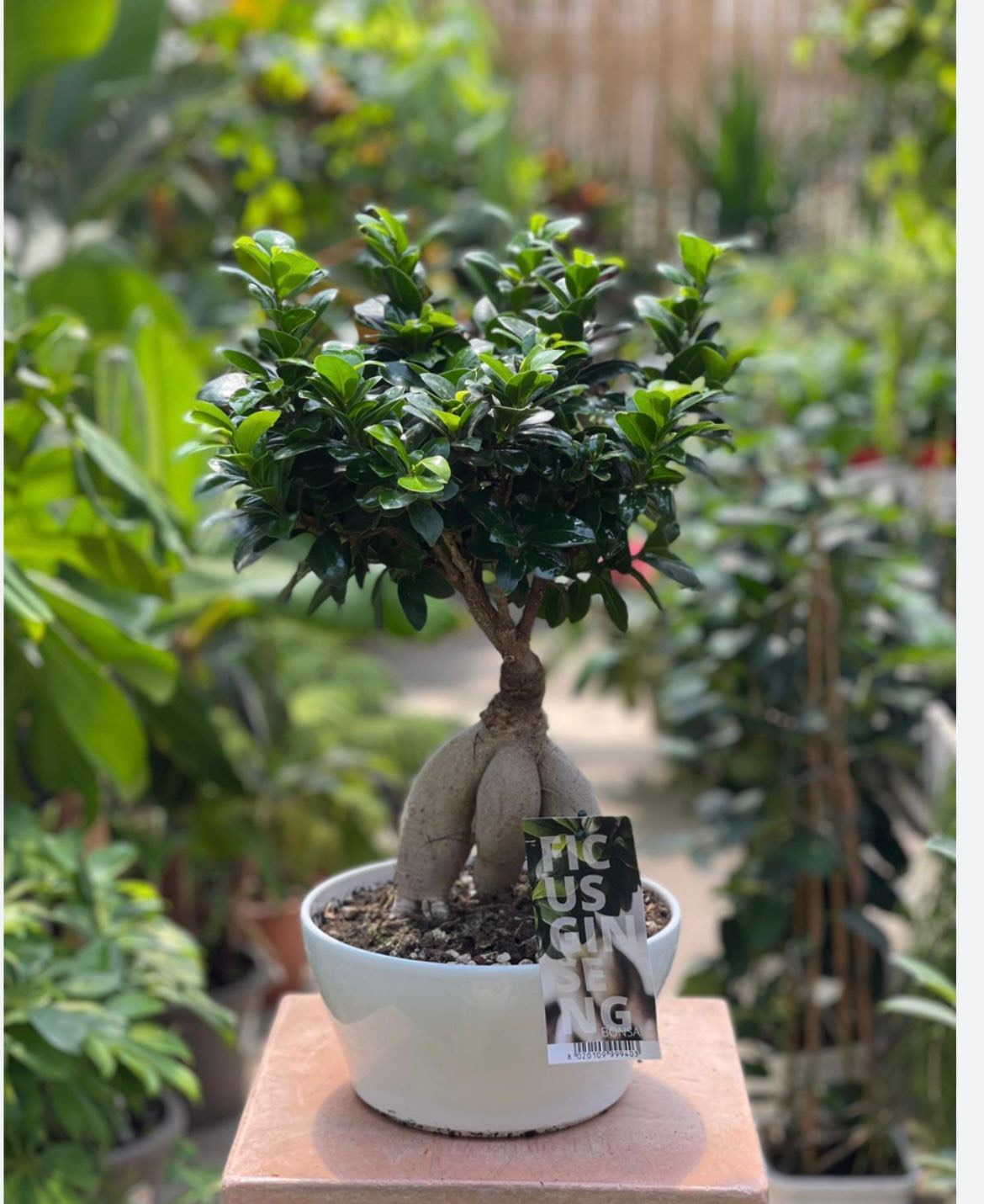 Bonsai ginseng vaso (25cm )