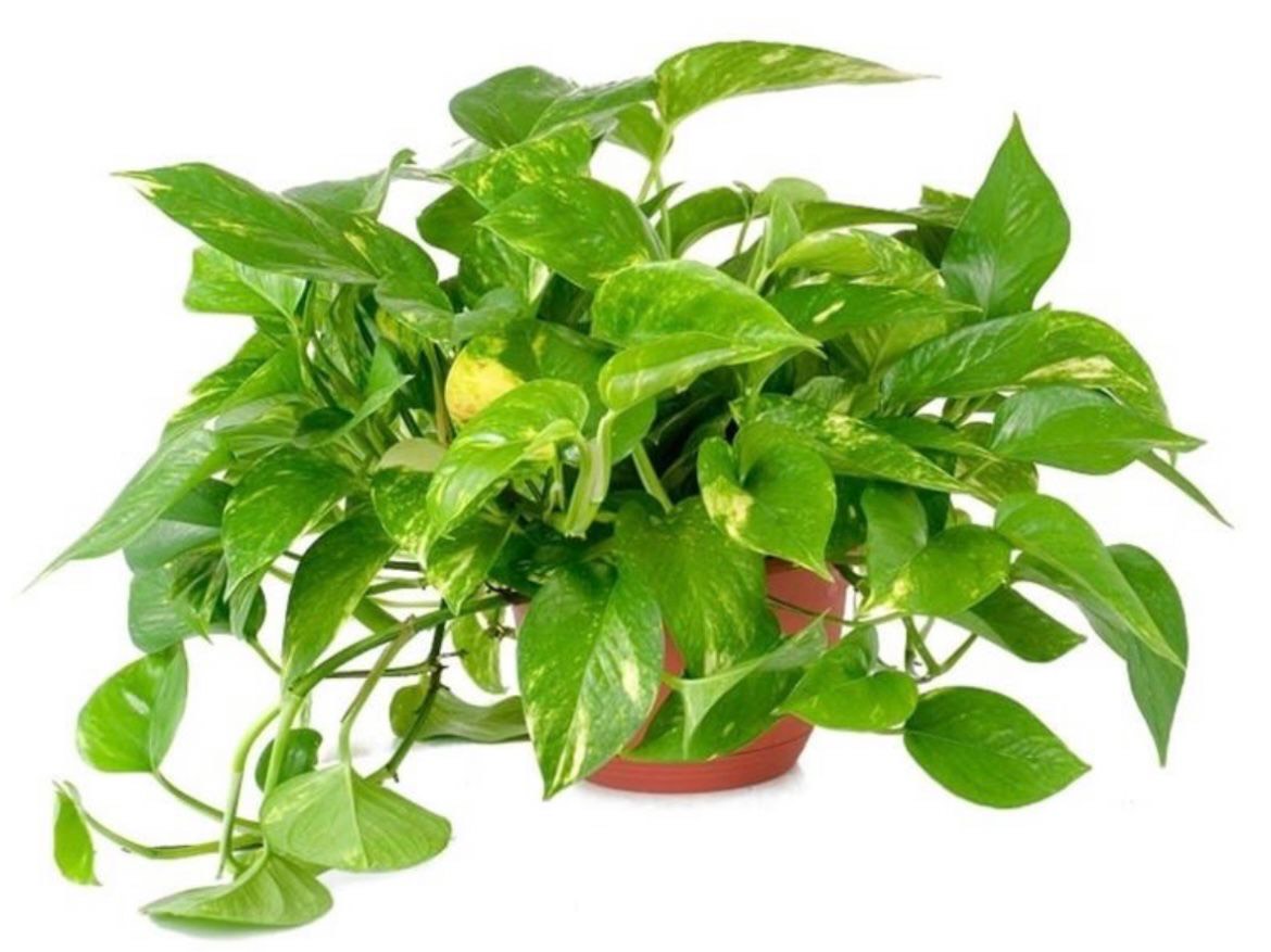 Pothos vaso