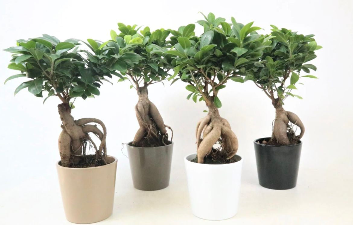 Bonsai ginseng vaso (14cm )