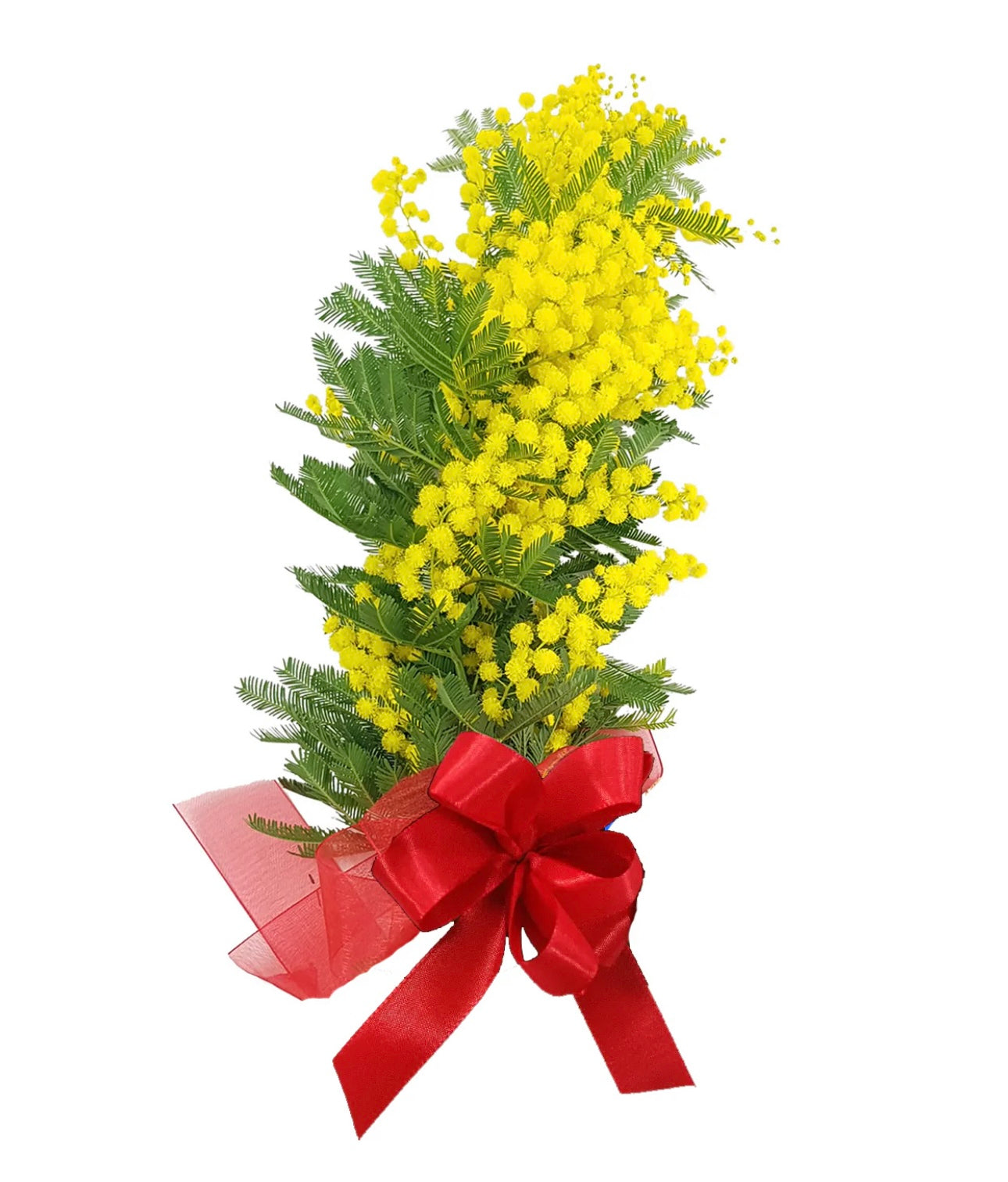 Mimosa flowers