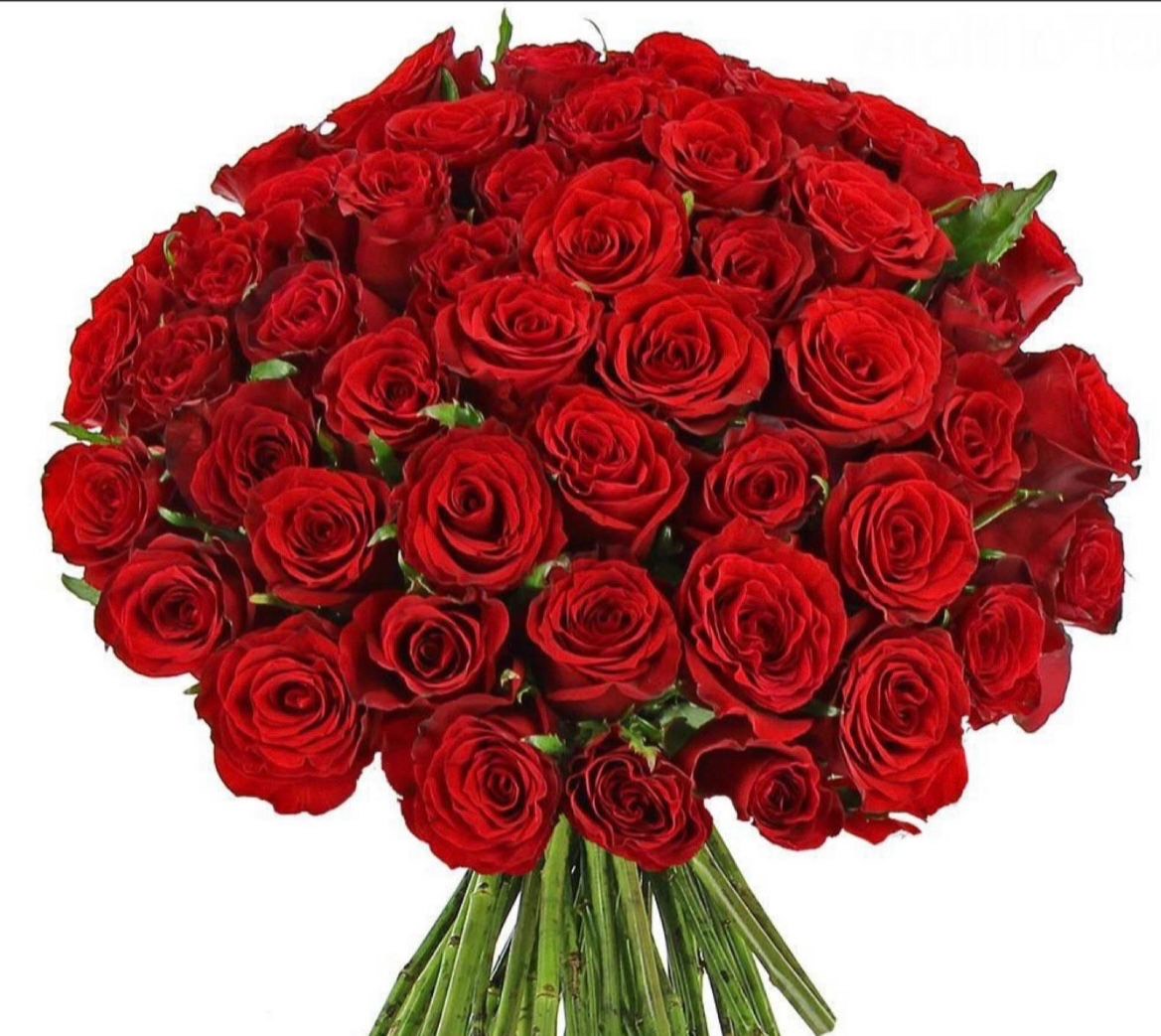 Red rose bouquet  50 pcs