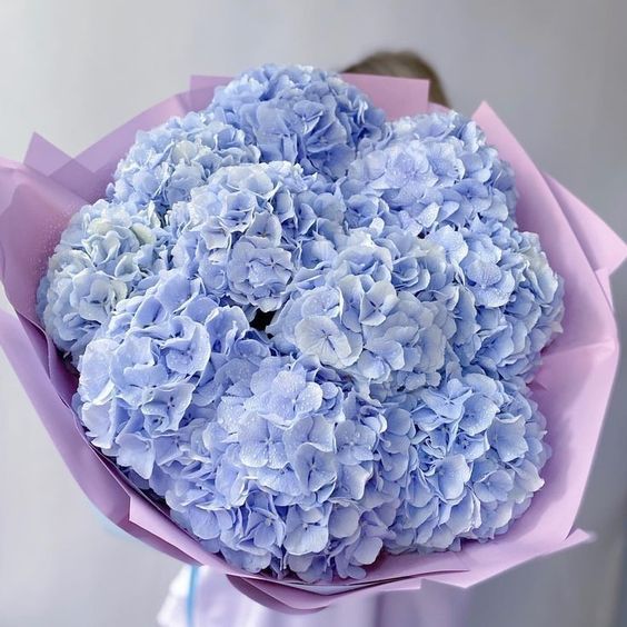 Bouquet of Hydrangeas