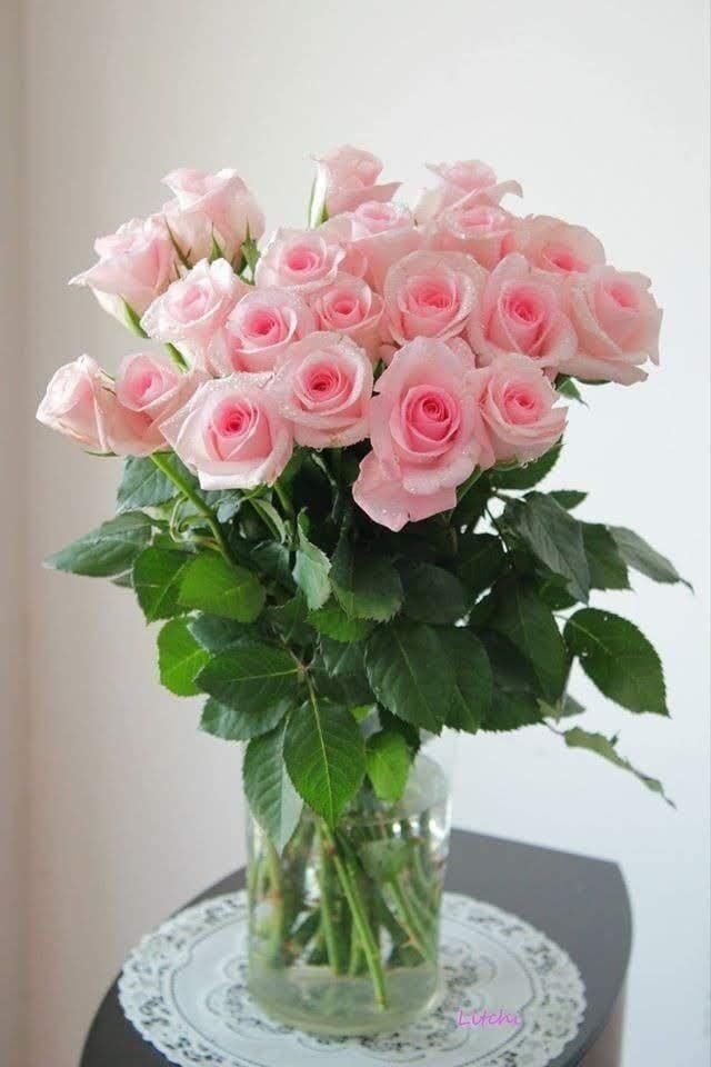 Baby pink roses