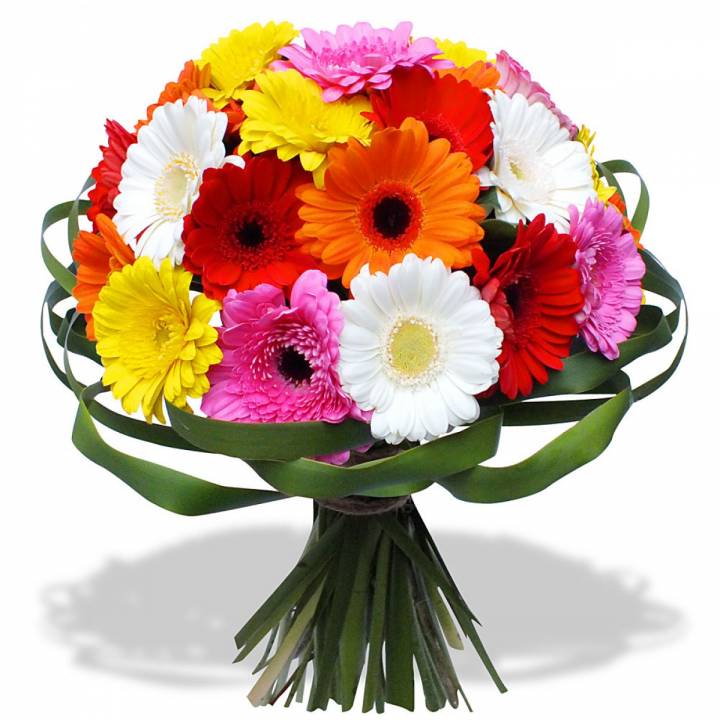 25 Gerberas